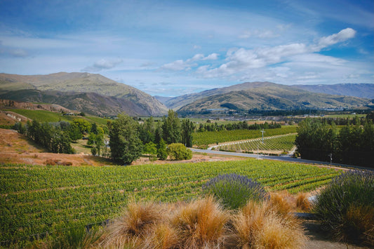 The Best New Zealand Wines for US Collectors in 2024